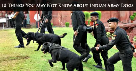 Indian army dogs