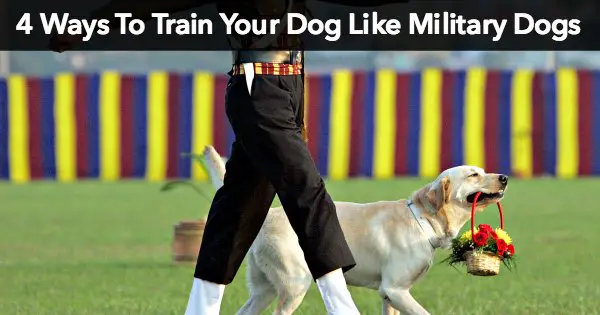 4 Ways To Train Your Dog Like Military Dogs