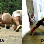 IMA OTA