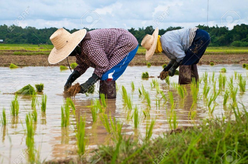 14492877 farmers working planting rice in the paddy field