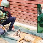Indian-Army-Dog-Alex