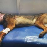 army dog zoom passed away