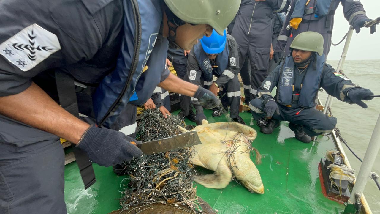 Indian Coast Guard Ship Rescues Olive Ridley Turtles Off West Bengal Coast