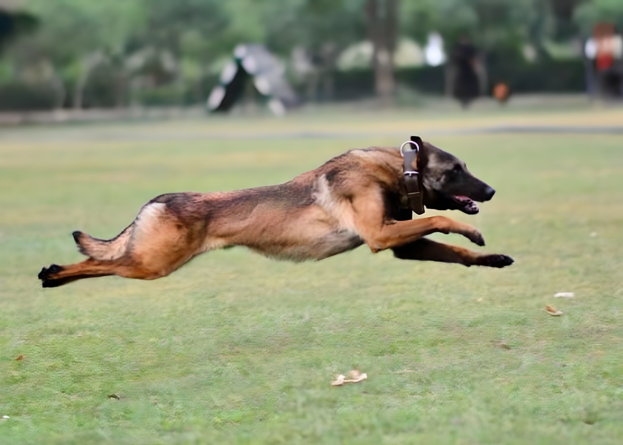 Indian Army Dog Phantom 1 1