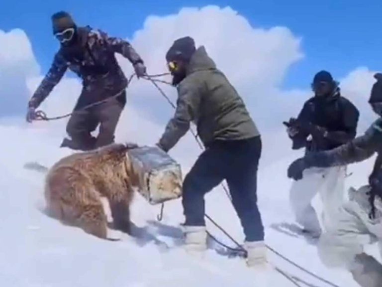 Indian Army Performs Heartwarming Rescue of Himalayan Brown Bear Cub