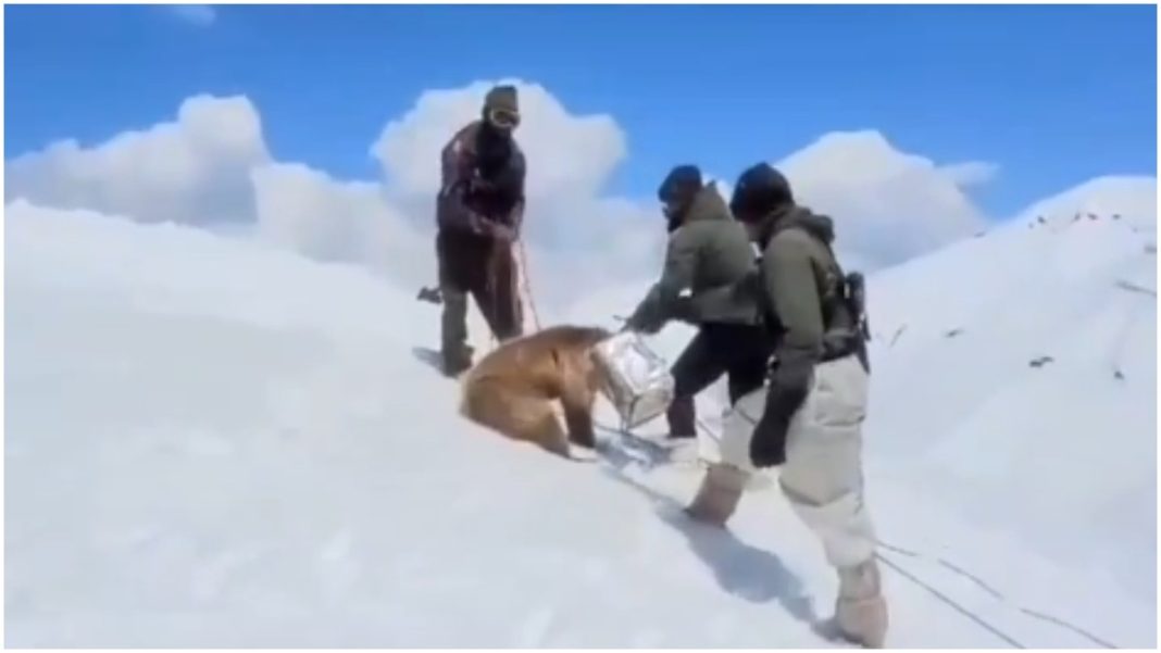 Viral Video: Indian Army Soldiers Rescue Himalayan Brown Bear Cub Stuck in Tin Can