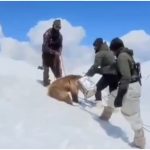 Viral Video: Indian Army Soldiers Rescue Himalayan Brown Bear Cub Stuck in Tin Can