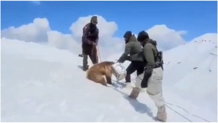 Viral Video: Indian Army Soldiers Rescue Himalayan Brown Bear Cub Stuck in Tin Can