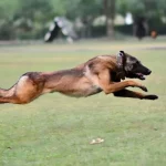 Indian Army Dog Phantom 1 1 696x498 1