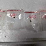 Fungus